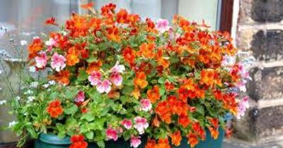 Cheerful spring seedlings to add colour to your garden