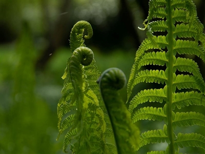 Save the planet from your patio: How to be a backyard conservationist this Spring