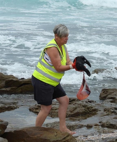 35 dead seals wash up in one week
