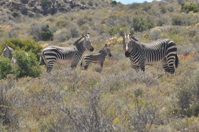 One of a kind – a unique Cape mountain zebra foal born at Sanbona 