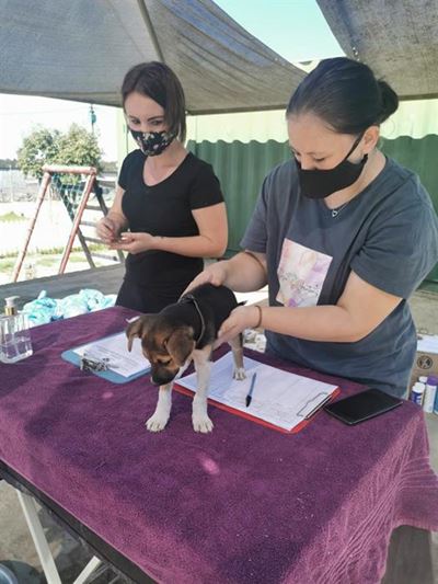 Helping hands reach out to Syferfontein animals