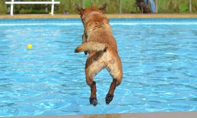 3 tips to keep your dog cool this summer