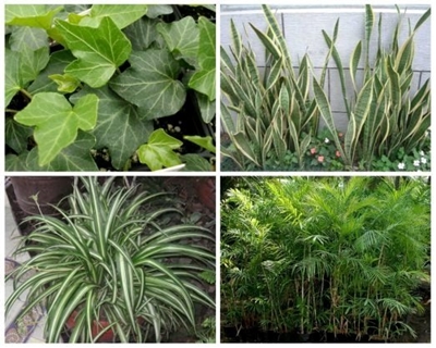 10 plants that purify the air in your environment