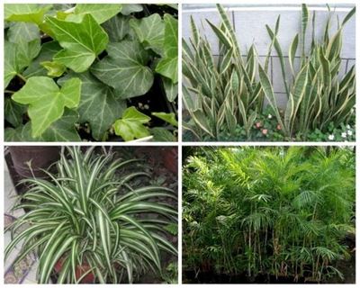 10 plants that purify the air in your environment