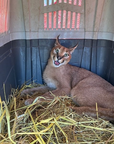 Caracal's touching release in Plett surrounds