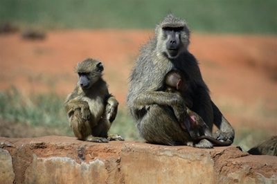 Cape’s baboons could be risking diabetes while raiding through trash, study reveals