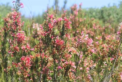 Coastal Fynbos reserves a possibility