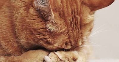 ‘Head-pressing’ could be a sign of severe health disorders in pets