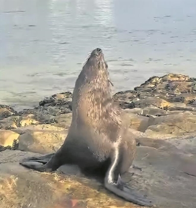 Authorities on high alert after seal attacks in Plett