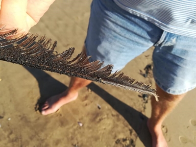 Crude oil spill on beaches