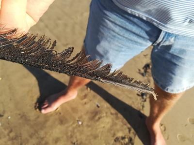 Crude oil spill on beaches