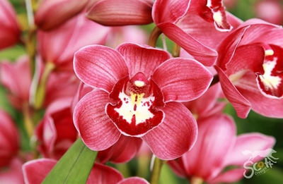 Orchid show in George