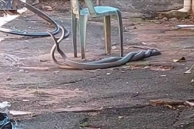 Two large black mambas locked in battle, fighting over a female snake