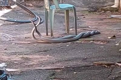 Two large black mambas locked in battle, fighting over a female snake