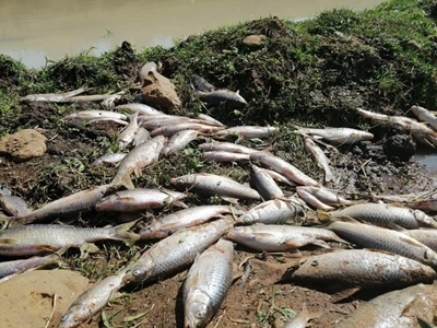 The ‘dead Dusi’: What’s being done to resurrect it, and other rivers