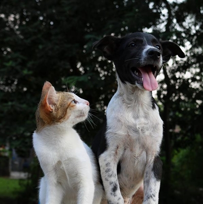 Good news, no pets dumped