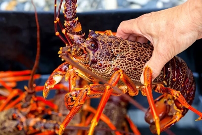 Total allowable catch for west coast rock lobster announced