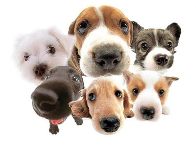 Furry Friday: The challenge is on!