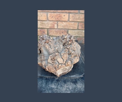 Man in Mossel Bay Magistrate’s Court for unlawful possession of plants