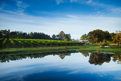 Wine estates bring fame to the Garden Route