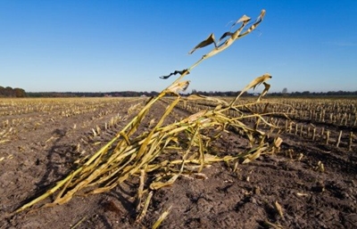 SA may miss corn-harvest forecast on drought, Agbiz says