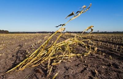 SA may miss corn-harvest forecast on drought, Agbiz says
