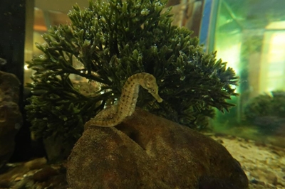 Tiny treasures return as Knysna seahorses get new home