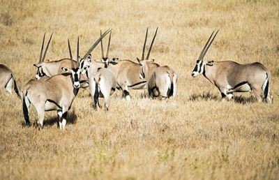 Why is SANParks planning to kill thousands of animals in their parks?