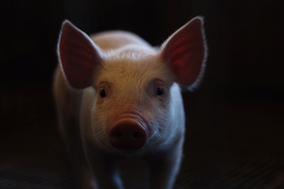 African Swine Fever spreads to George