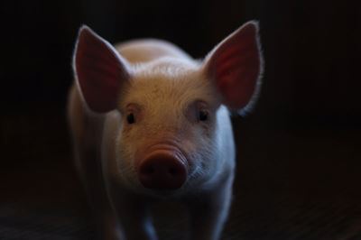 African Swine Fever spreads to George