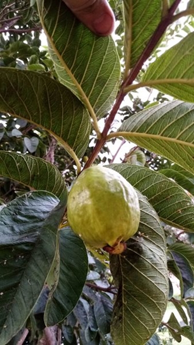 More lucrative markets needed for SA guavas