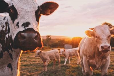 Foot and Mouth Disease: Ban on cattle movement lifted