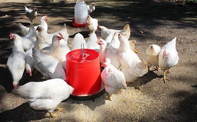 World-class training for poultry farmers
