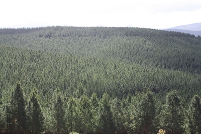 Commercial forestry in South Cape to be revived