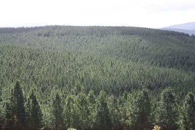 Commercial forestry in South Cape to be revived