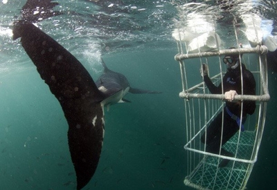 Why Shark Cage Diving and Eco Tourism is so Important