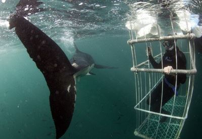 Why Shark Cage Diving and Eco Tourism is so Important