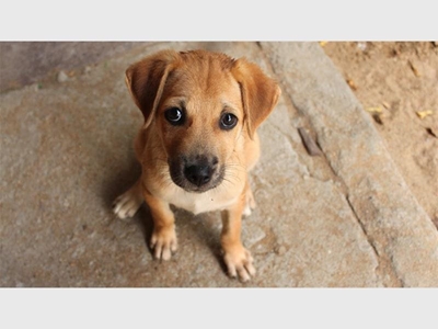 Huge spike in online fraud as dogs and puppies are used as bait