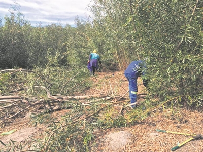 A fine fynbos project indeed