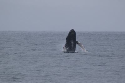 Die grotes baljaar in die baai