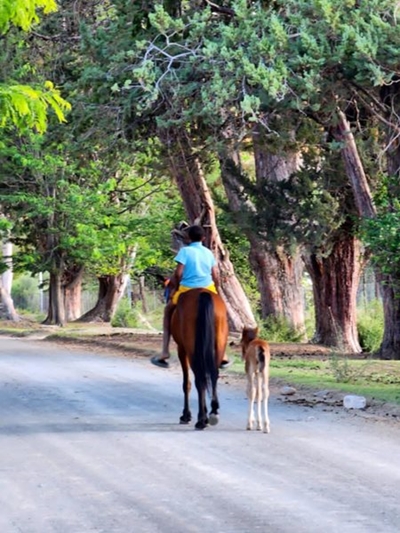Horses and donkeys get help