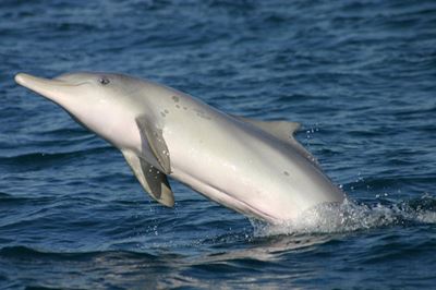 Poxvirus leaves dolphins with tattoos