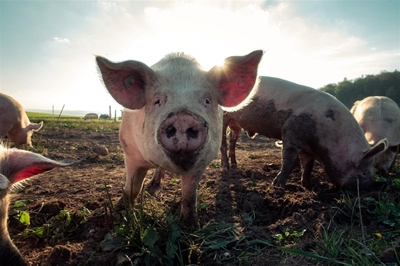 North West reports outbreak of African swine fever