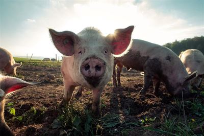 North West reports outbreak of African swine fever