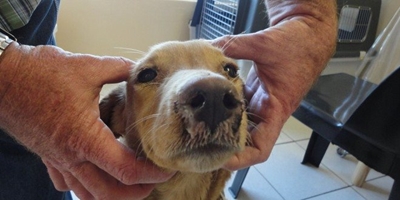 Aggressive distemper strain in Knysna
