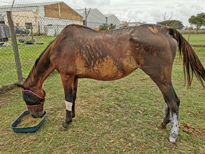 Transformation of a lucky horse