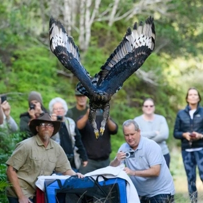 Crowned eagle given its wings