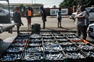 Scientists closer to understanding the massive sardine run