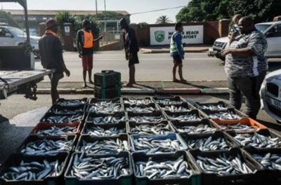 Scientists closer to understanding the massive sardine run