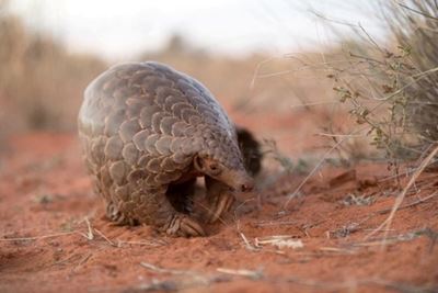Suspect arrested for selling dead pangolin in Limpopo